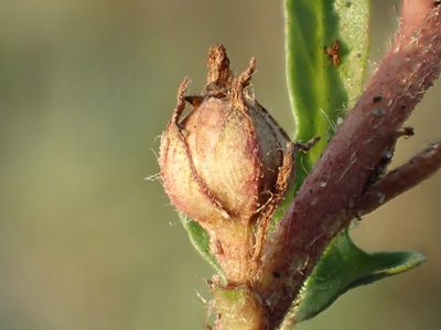 Ipomoea polymorpha, photographed by 葉子