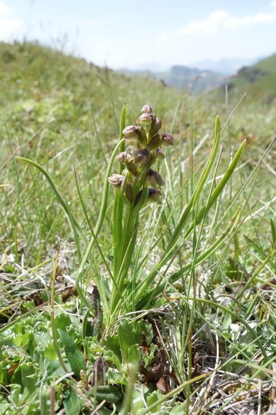 Chamorchis alpina, photographed by Thibaud Aronson