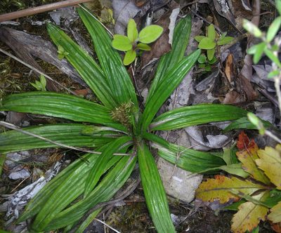 Celmisia adamsii, photographed by Peter de Lange