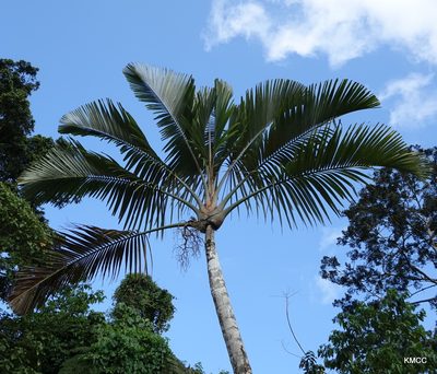 Orania trispatha, photographed by Romer N. Rabarijaona