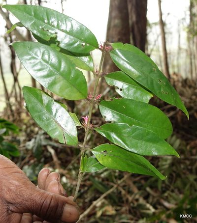 Flagenium triflorum, photographed by Romer N. Rabarijaona