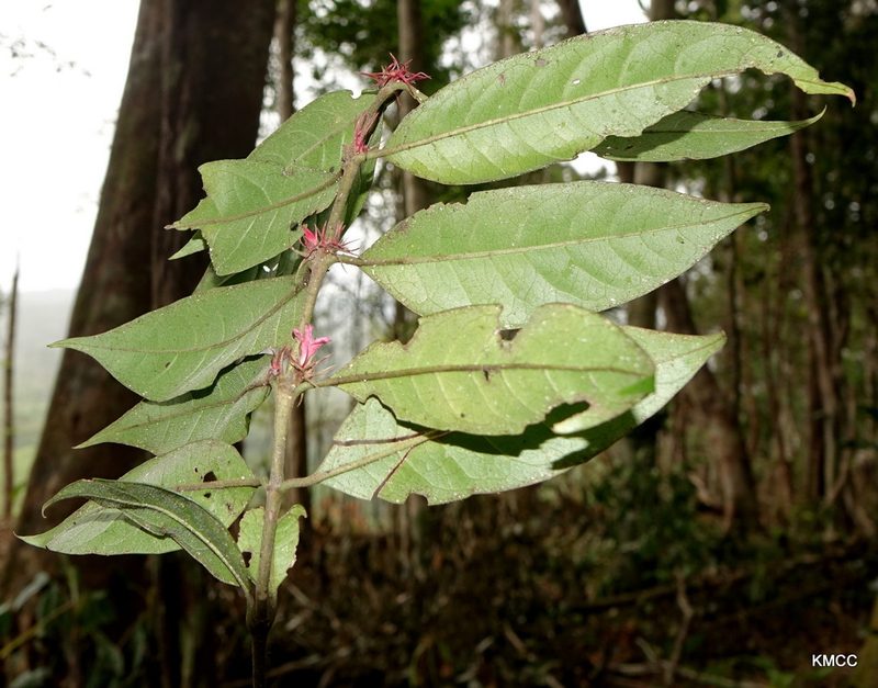 Flagenium triflorum, photographed by Romer N. Rabarijaona