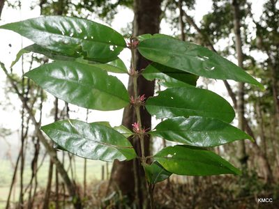 Flagenium triflorum, photographed by Romer N. Rabarijaona