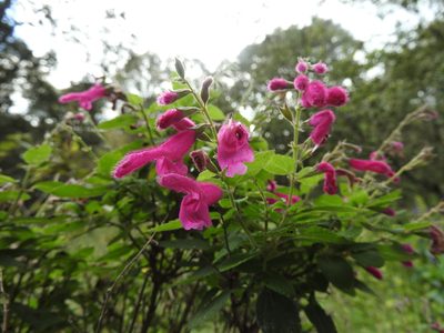 Salvia curviflora, photographed by Oscar Alejandro Morales Juárez