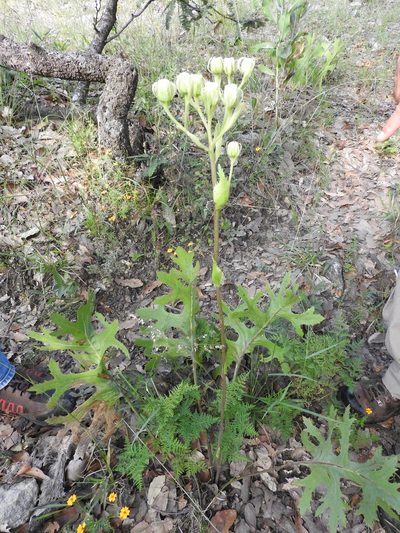 Psacalium sinuatum, photographed by Oscar Alejandro Morales Juárez