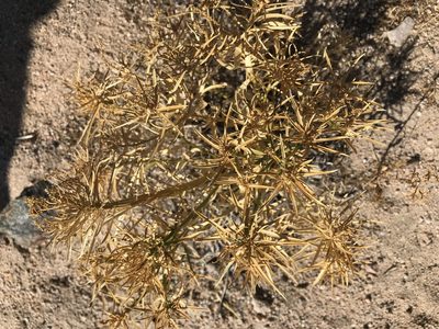 Stillingia paucidentata, photographed by Emily Chebul