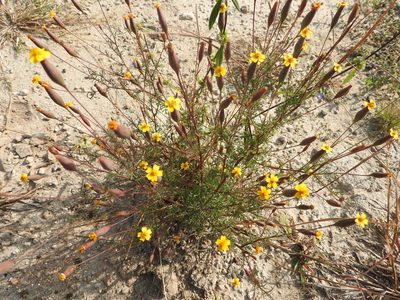 Tagetes subulata, photographed by Oscar Alejandro Morales Juárez
