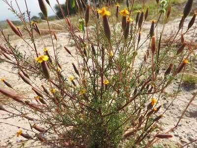 Tagetes subulata, photographed by Oscar Alejandro Morales Juárez