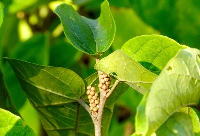 Croton lindquistii, photographed by Francisco Farriols Sarabia