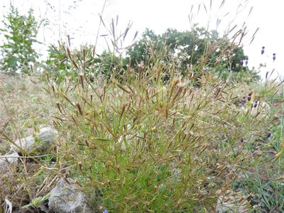 Tagetes micrantha, photographed by Oscar Alejandro Morales Juárez