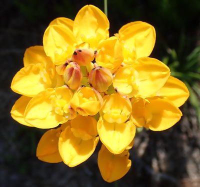 Ceratandra grandiflora, photographed by Nicola van Berkel