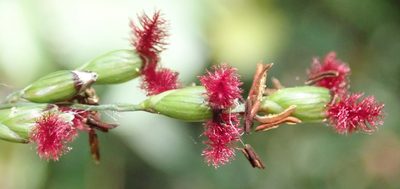 Panicum deustum, photographed by Nicola van Berkel