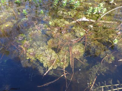 Limnophila sessiliflora, photographed by mfeaver