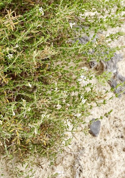 Frankenia jamesii, photographed by CK2AZ