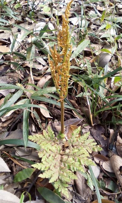 Sceptridium ternatum, photographed by Takashi KOIKE