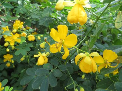 Senna bicapsularis, photographed by Marco Mussita