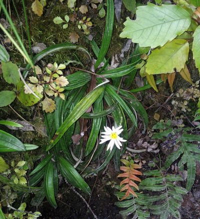 Celmisia adamsii, photographed by Peter de Lange