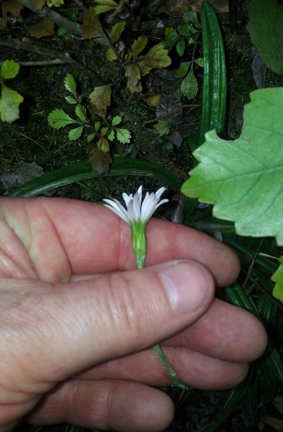 Celmisia adamsii, photographed by Peter de Lange