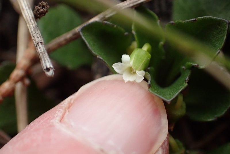 Viola cleistogamoides, photographed by corunastylis