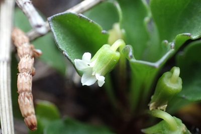 Viola cleistogamoides, photographed by corunastylis
