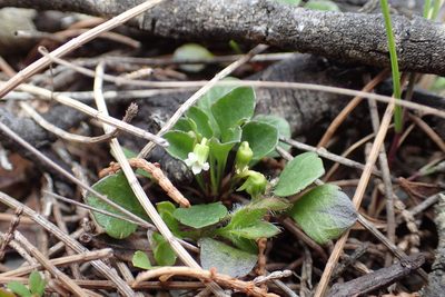 Viola cleistogamoides, photographed by corunastylis