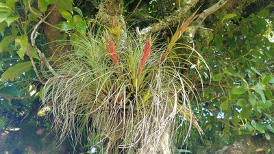 Tillandsia punctulata, photographed by Alan Rockefeller