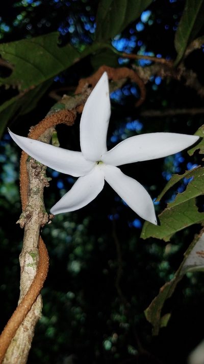 Randia pterocarpa, photographed by Alan Rockefeller