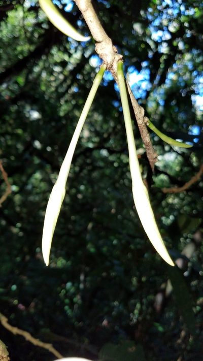 Randia pterocarpa, photographed by Alan Rockefeller
