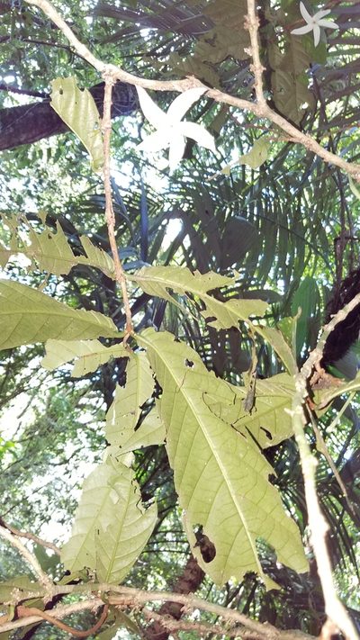 Randia pterocarpa, photographed by Alan Rockefeller