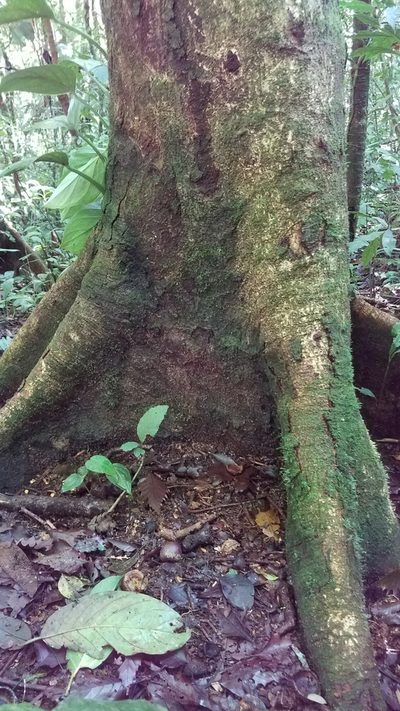 Quercus skinneri, photographed by Alan Rockefeller