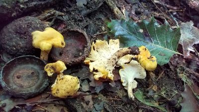 Quercus skinneri, photographed by Alan Rockefeller