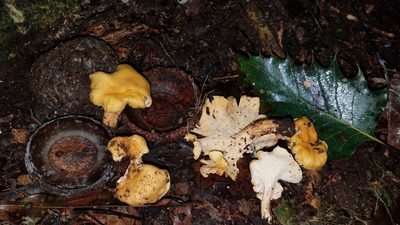 Quercus skinneri, photographed by Alan Rockefeller