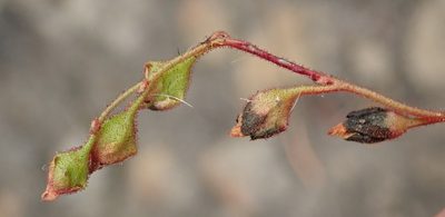 Drosera natalensis, photographed by Nicola van Berkel
