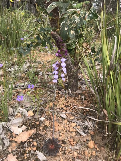 Stylidium amoenum, photographed by Ann Bentley