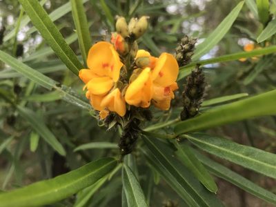 Callistachys lanceolata, photographed by Ann Bentley