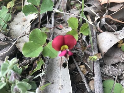 Kennedia carinata, photographed by Ann Bentley