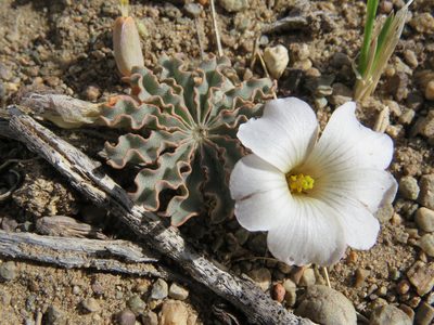 Oxalis laciniata, photographed by Nicolas Olejnik