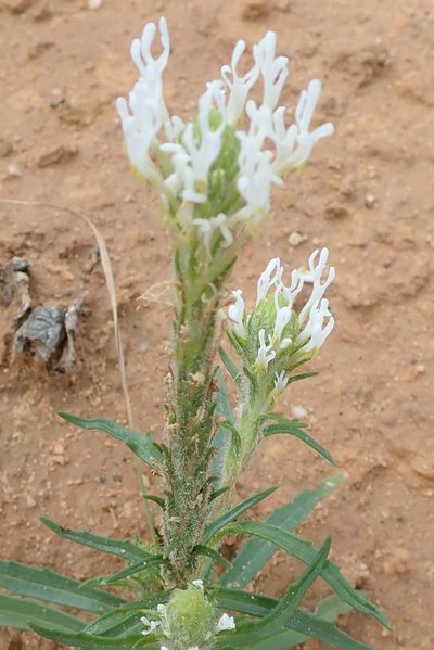 Dischisma spicatum, photographed by Peter Warren