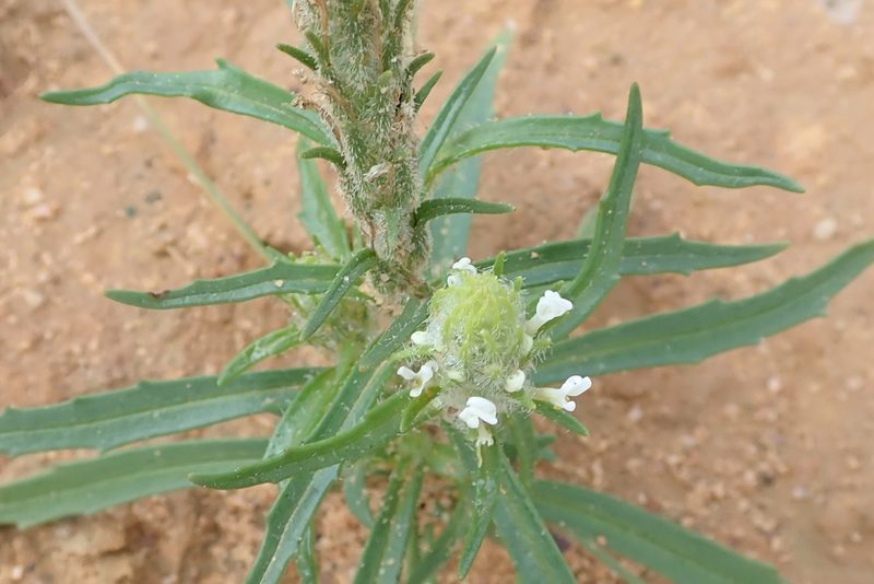 Dischisma spicatum, photographed by Peter Warren