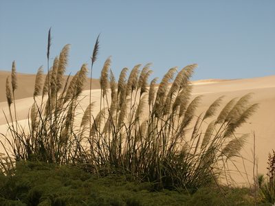 Austroderia splendens, photographed by Armin G. Fabritzek