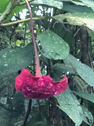 Palicourea correae, photographed by desertnaturalist
