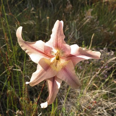 Gladiolus liliaceus, photographed by Christiaan Viljoen