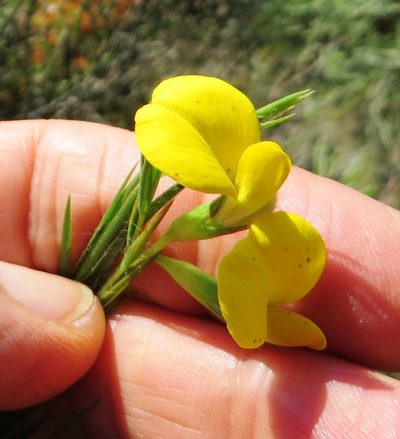 Aspalathus angustifolia, photographed by linkie