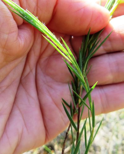 Aspalathus angustifolia, photographed by linkie