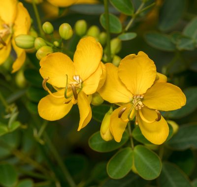 Senna bicapsularis, photographed by portioid