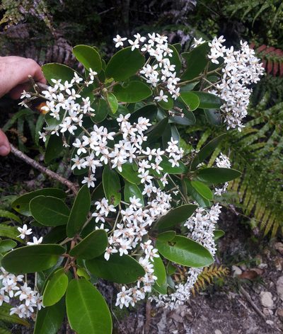 Olearia townsonii, photographed by Peter de Lange