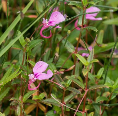 Impatiens chinensis, photographed by portioid