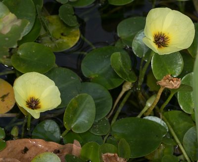 Hydrocleys nymphoides, photographed by portioid