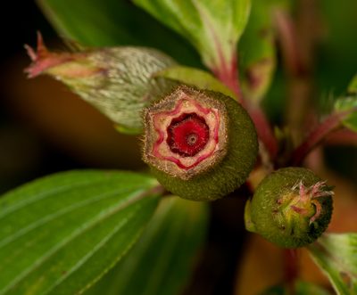 Melastoma sanguineum, photographed by portioid