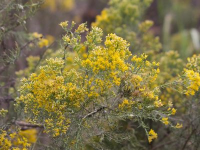 Xylothamia diffusa, photographed by Bill Levine